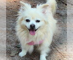 Small #6 Pomeranian