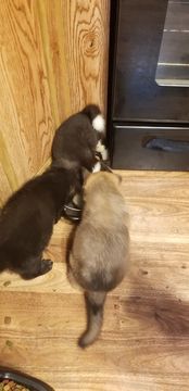 Medium Photo #7 Akita Puppy For Sale in BROOKSIDE, PA, USA