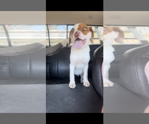 Medium Photo #3 Beaglier Puppy For Sale in Mouth Of Wilson, VA, USA