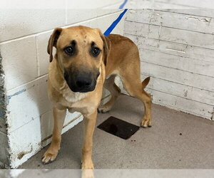 German Shepherd Dog-Unknown Mix Dogs for adoption in San Bernardino, CA, USA
