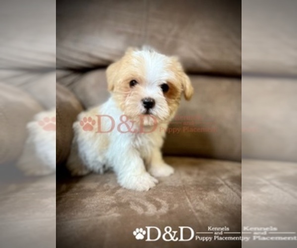 Medium Photo #1 Shorkie Tzu Puppy For Sale in RIPLEY, MS, USA