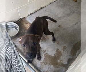 Staffordshire Bull Terrier-Unknown Mix Dogs for adoption in Ocala, FL, USA