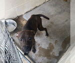 Small Staffordshire Bull Terrier Mix