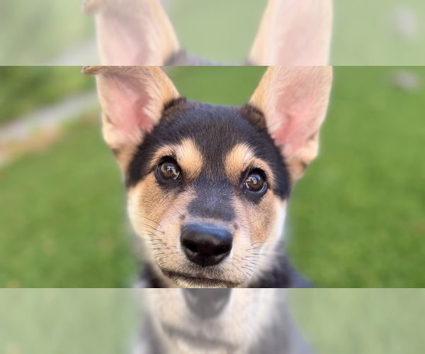 Medium Photo #16 Mutt Puppy For Sale in Pacifica, CA, USA