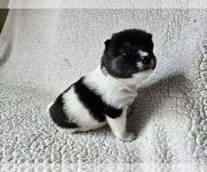 Pom-Shi Puppy for sale in MIDDLEBURG, FL, USA