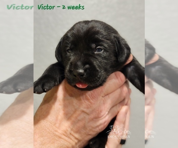 Medium Photo #46 Labrador Retriever Puppy For Sale in POCAHONTAS, IL, USA