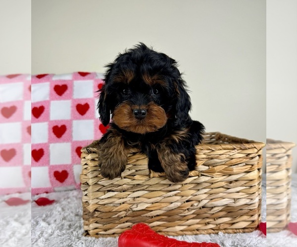 Medium Photo #3 Cavapoo Puppy For Sale in GREENFIELD, IN, USA