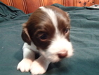 Puppy 2 Havanese