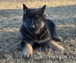 German Shepherd Dog Puppy for sale in BLADENBORO, NC, USA