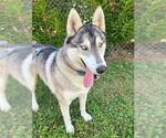 Small #1 Siberian Husky