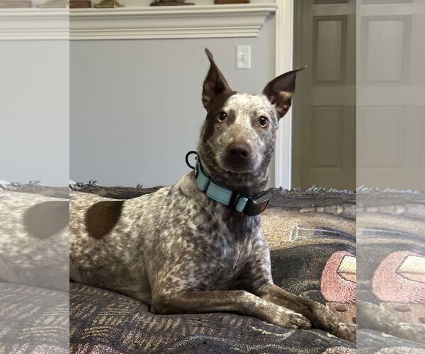 Medium Photo #1 Mutt Puppy For Sale in Harrisburg, PA, USA