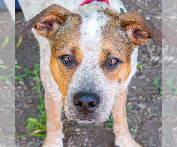 Medium Photo #6 Mutt Puppy For Sale in Canton, CT, USA