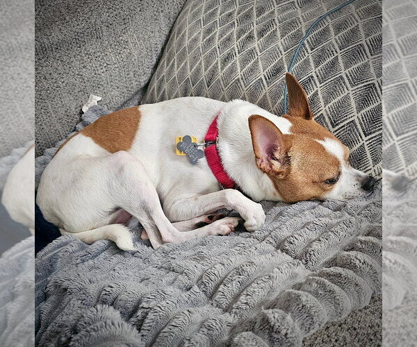 Medium Photo #2 Rat Terrier-Unknown Mix Puppy For Sale in Atlanta, GA, USA