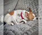 Small #1 Rat Terrier Mix