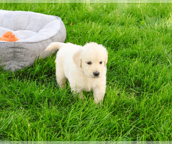 Medium Photo #4 English Cream Golden Retriever Puppy For Sale in SYRACUSE, IN, USA
