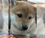 Small Photo #21 Shiba Inu Puppy For Sale in MISSOULA, MT, USA