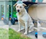 Small #8 Huskies -Labrador Retriever Mix