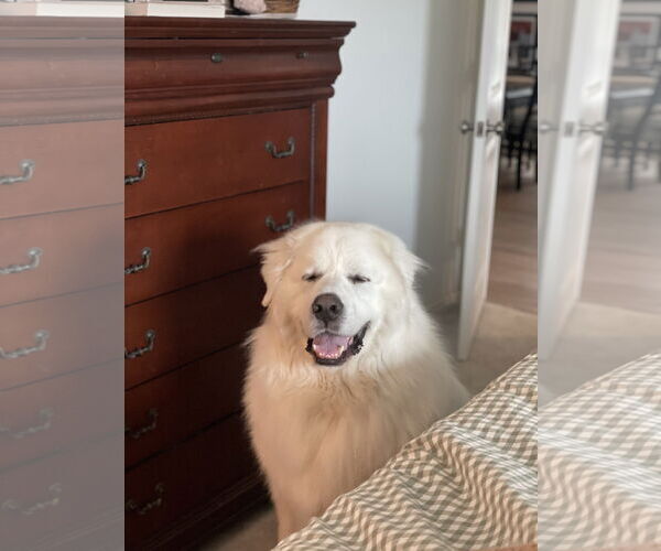 Medium Photo #8 Great Pyrenees Puppy For Sale in Houston, TX, USA