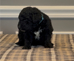 Small #2 Bernedoodle-Labradoodle Mix