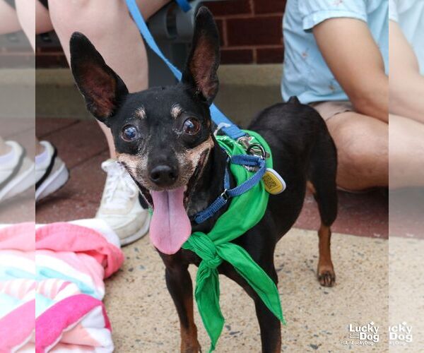Medium Photo #1 Miniature Pinscher-Unknown Mix Puppy For Sale in Washington, DC, USA