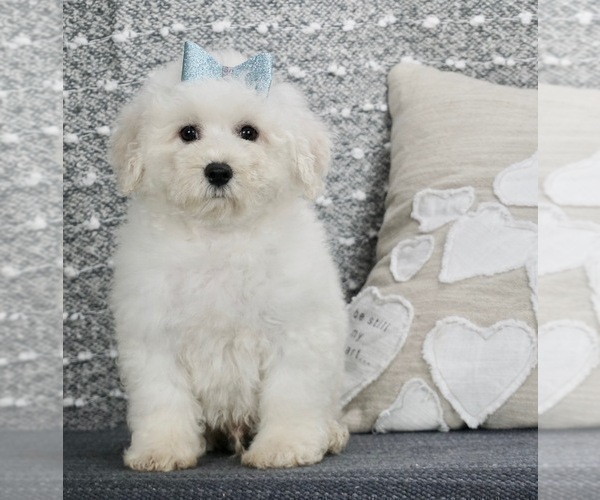 Medium Photo #2 Bichpoo Puppy For Sale in WARSAW, IN, USA