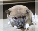 Small #2 Shiba Inu