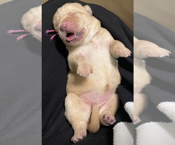 Medium Photo #4 Labrador Retriever Puppy For Sale in LIBERTY, SC, USA