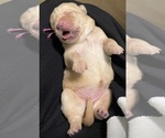 Small #3 Labrador Retriever