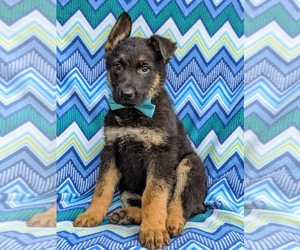 German Shepherd Dog Puppy for sale in LANCASTER, PA, USA