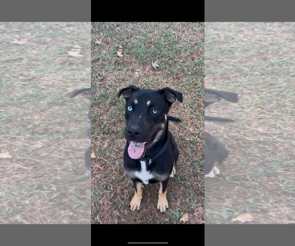 Medium Photo #1 Siberian Husky-Unknown Mix Puppy For Sale in Conroe, TX, USA