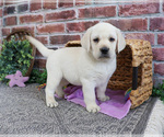 Small #4 Labrador Retriever
