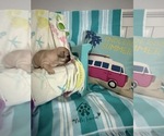 Small #8 French Bulldog