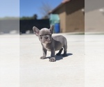 Small #3 French Bulldog