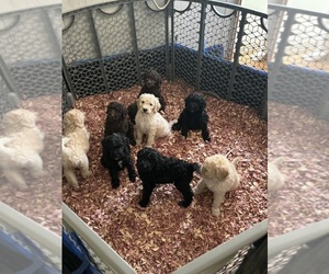 Poodle (Standard) Puppy for sale in GREENVILLE, SC, USA