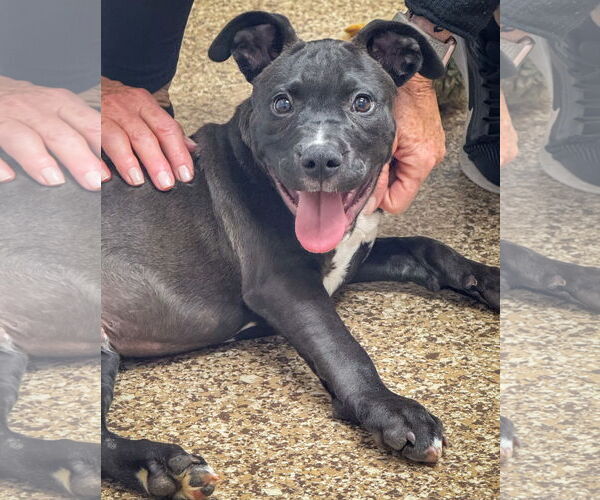 Medium Photo #4 American Pit Bull Terrier-Labrador Retriever Mix Puppy For Sale in San Diego, CA, USA