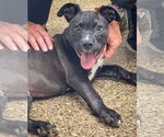 Small #3 American Pit Bull Terrier-Labrador Retriever Mix