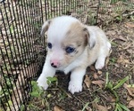 Small Photo #2 American Corgi Puppy For Sale in BRANDON, FL, USA