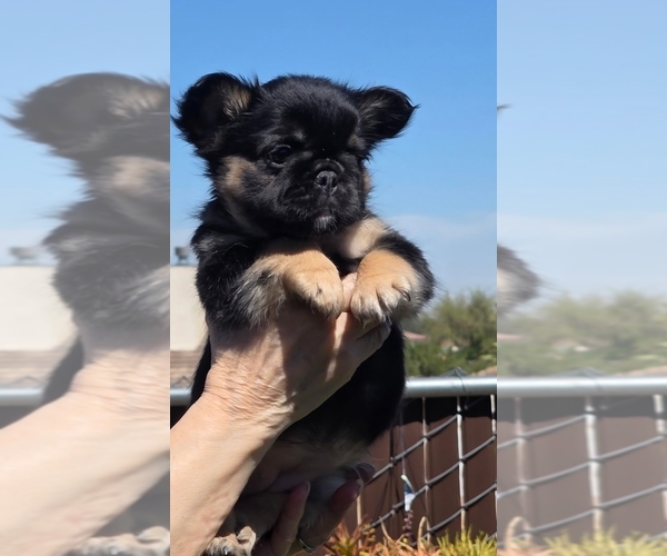 Medium Photo #8 French Bulldog Puppy For Sale in LOS ANGELES, CA, USA