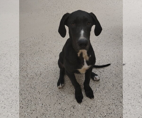Medium Photo #2 Great Dane Puppy For Sale in York, SC, USA