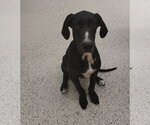 Small #1 Great Dane