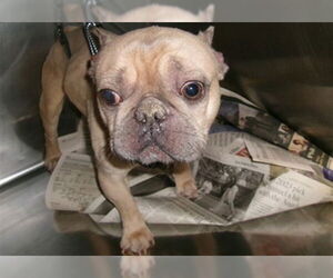 French Bulldog Dogs for adoption in Lake Forest, CA, USA