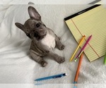 Small #5 French Bulldog