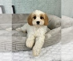 Small #1 Cavapoo