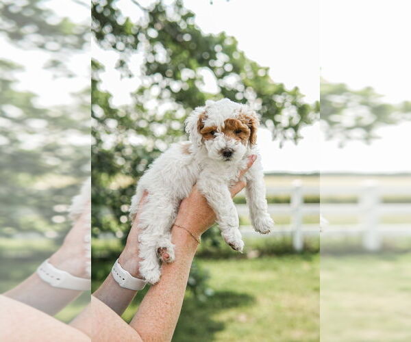 Medium Photo #10 Goldendoodle (Miniature) Puppy For Sale in FREDERICA, DE, USA
