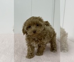 Image preview for Ad Listing. Nickname: Hanna havanese