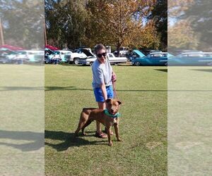 Tucker - Male Labrador Retriever-Unknown Mix Dog for Adoption - Photo #9