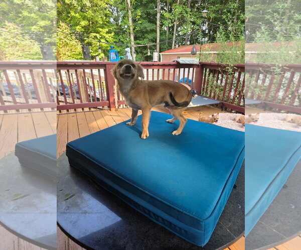 Medium Photo #4 Mutt Puppy For Sale in Thomasville, NC, USA