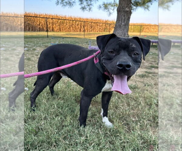 Medium Photo #3 Mutt Puppy For Sale in Evansville, IN, USA