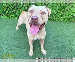 American Staffordshire Terrier Dogs for adoption in West Palm Beach, FL, USA