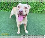 Small American Staffordshire Terrier